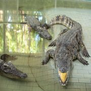 Three crocodiles lie in zoo pool