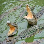 crocodiles, Samutprakarn, Thailand