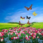 Field of colorful flowers and green grass with a butterfly group flying